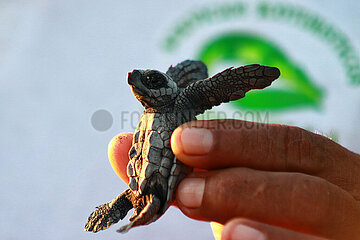 Release of the Olive Ridley Turtle in Oaxaca