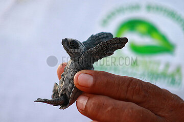 Release of the Olive Ridley Turtle in Oaxaca