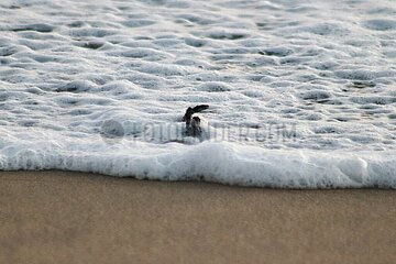 Release of the Olive Ridley Turtle in Oaxaca