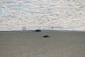 Release of the Olive Ridley Turtle in Oaxaca