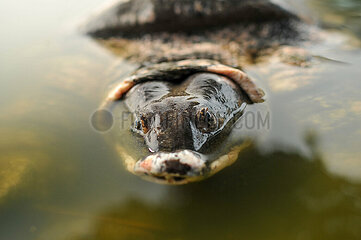 Bostami Turtle Species In Danger Of Extinction
