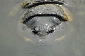 Bostami Turtle Species In Danger Of Extinction