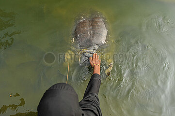 Bostami Turtle Species In Danger Of Extinction