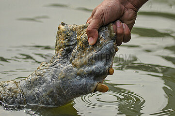 Bostami Turtle Species In Danger Of Extinction