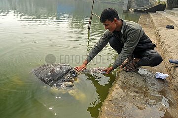 Bostami Turtle Species In Danger Of Extinction