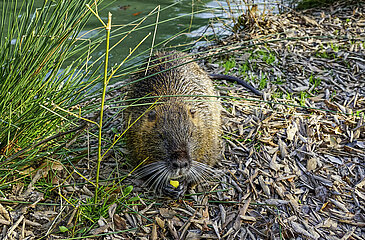 Nutria