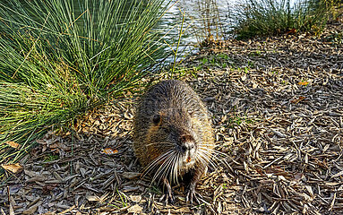 Nutria