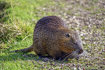 Nutria