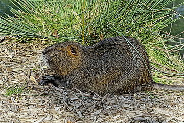 Nutria