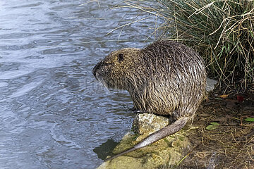 Nutria