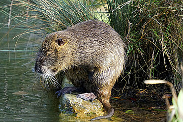 Nutria