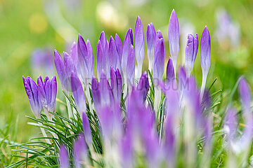 Bluehende Krokusse in Schleswig