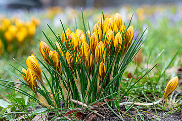 Bluehende Krokusse in Schleswig