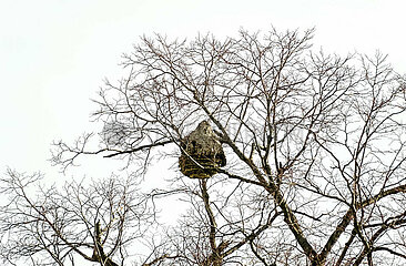 Nest der Asiatischen Hornisse
