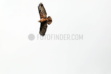 Adishi  Georgien  Bussard im Flug