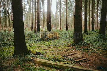 Ein Tag im Altdorfer Wald bei Ravensburg im Frühling 2025
