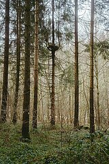 Ein Tag im Altdorfer Wald bei Ravensburg im Frühling 2025