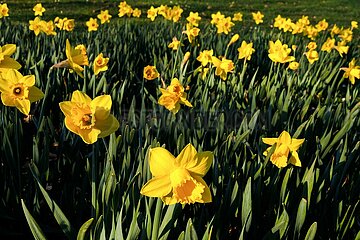 Frühlingsbeginn mit Sonne und milden Temperaturen lässt Narzissen strahlen