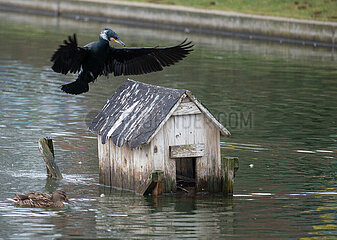 Berlin  Deutschland - Ein Kormoran am Engelbecken in Berlin-Mitte