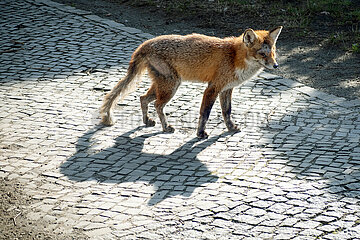 Berlin  Deutschland  Rotfuchs ist an Raeude erkrankt
