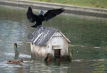 Berlin  Deutschland - Ein Kormoran am Engelbecken in Berlin-Mitte
