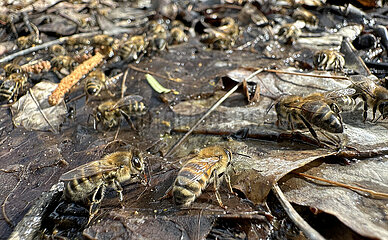 Berlin  Deutschland  Honigbienen saugen Wasser von nassem Laub auf