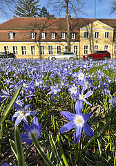 Berlin  Deutschland  Blausterne bluehen auf einer Wiese