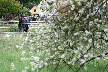 Neuenhagen  Pferd mit Decke steht im Fruehling auf einem Paddock