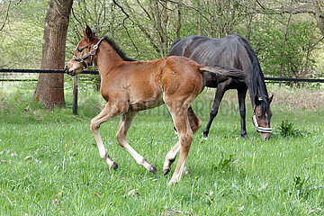 Suderburg  Fohlen im Galopp auf einer Weide