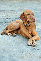 Ingelheim  Deutschland  Hund der Rasse Magyar Vizsla liegt mit gekreuzten Vorderpfoten auf Asphalt