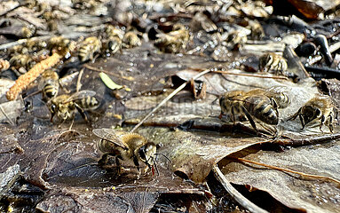 Berlin  Deutschland  Honigbienen saugen Wasser von nassem Laub auf