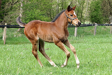 Suderburg  Fohlen im Galopp auf einer Weide