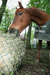 Neuenhagen  Pferd mit Decke frisst Heu aus einem Netz