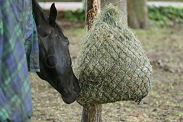 Neuenhagen  Pferd mit Decke frisst Heu aus einem Netz