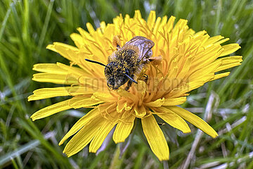 Dresden  Deutschland  Wildbiene sammelt Nektar und Pollen aus einer Loewenzahnbluete