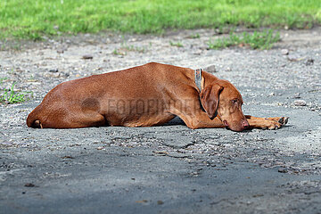 Ingelheim  Deutschland  Hund der Rasse Magyar Vizsla liegt muede auf Asphalt