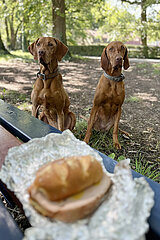 Ingelheim  Deutschland  Hunde der Rasse Magyar Vizsla schauen hungrig auf ein Wurstbroetchen