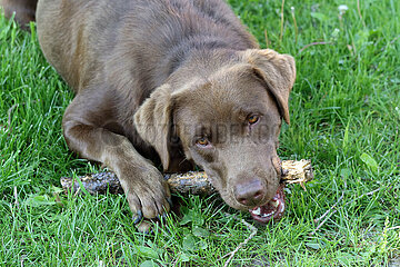 Suderburg  Deutschland  Hund knabbert an einem Ast