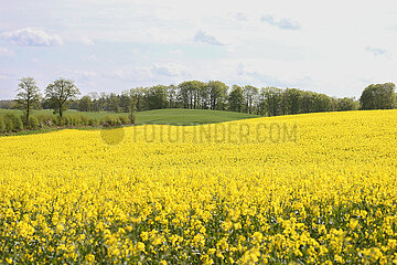 Kleinvollstedt  Deutschland  Rapsfeld