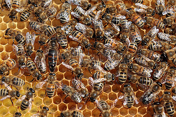 Neuenhagen  Deutschland  Honigbienen  Drohnen und Bienenkoenigin auf einer Brutwabe