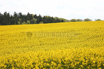 Kleinvollstedt  Deutschland  Rapsfeld