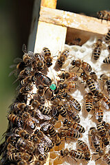 Neuenhagen  Deutschland  Honigbienen und gruen gekennzeichnete Bienenkoenigin auf einer Honigwabe