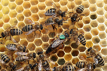 Neuenhagen  Deutschland  Honigbienen und gruen gekennzeichnete Bienenkoenigin auf einer Brutwabe