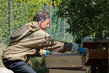 Neuenhagen  Deutschland  Imker hebt einen vollen Honigraum von einem Bienenstock herunter