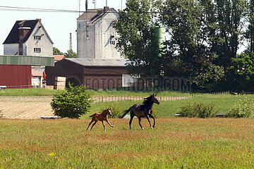Suderburg  Stute und Fohlen im Galopp auf einer Weide