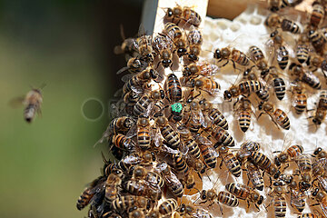 Neuenhagen  Deutschland  Honigbienen und gruen gekennzeichnete Bienenkoenigin auf einer Honigwabe