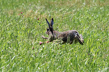 Suderburg  Deutschland  Hase springt durch das hohe Gras einer Wiese