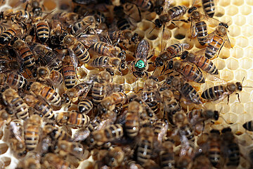 Neuenhagen  Deutschland  Honigbienen und gruen gekennzeichnete Bienenkoenigin auf einer Brutwabe