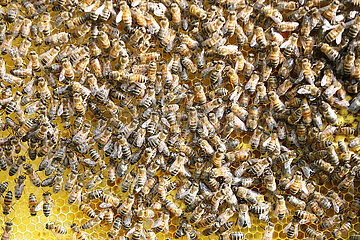 Kleinvollstedt  Deutschland  Honigbienen auf einer Wabe