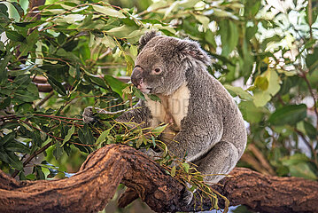 Koala